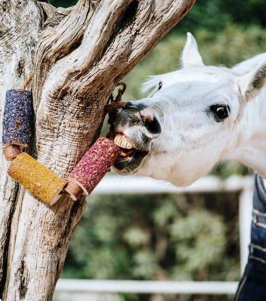 Radość – gryzak dla konia